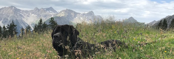 Hund i Østrig